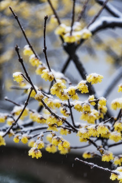 雪中腊梅