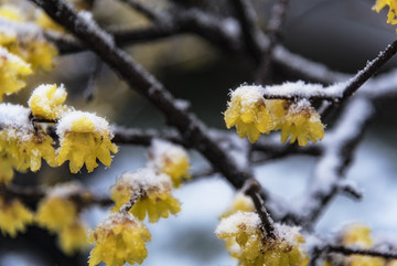 雪中腊梅