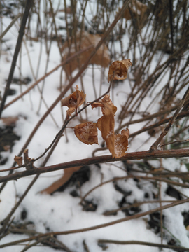 小雪枯枝