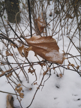 小雪枯枝