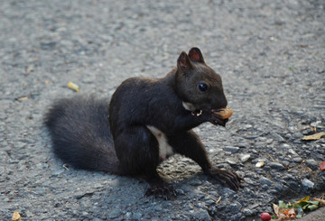 路边松鼠吃食