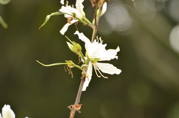 白色紫荆花