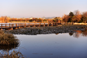 栈道 湿地 日出