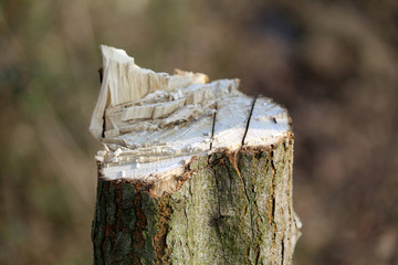 砍伐的树桩