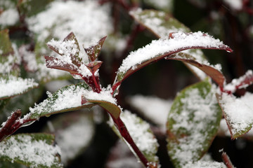 叶子上的积雪 树叶上的积雪