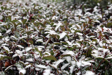 叶子上的积雪 树叶上的积雪