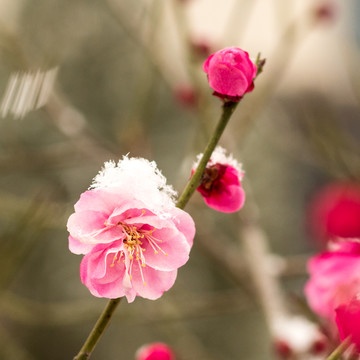 梅花正好