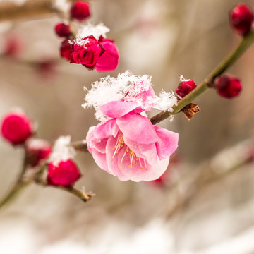 梅花雪中艳