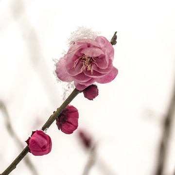 逆光梅花