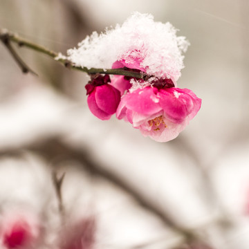 傲雪红梅