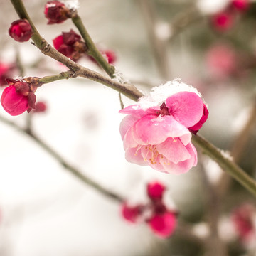 雪中梅花