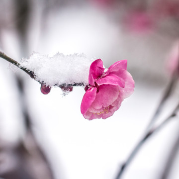 梅花傲雪