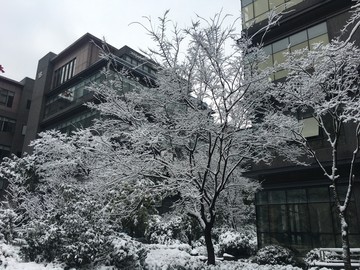 雪下的树