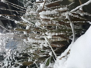 雪下的芦苇