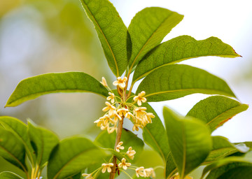 桂花 桂花树