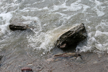 达赉湖岸边