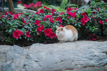 花丛里的猫