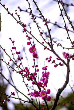 傲霜斗雪的梅花