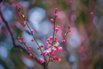 雪中梅花