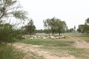 羊群 田野上的羊群 田野