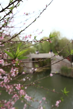 运河古城 石桥 台儿庄古城