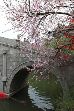 拱桥 桃花 台儿庄古城