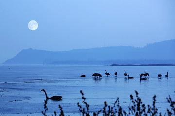 天鹅湖月夜