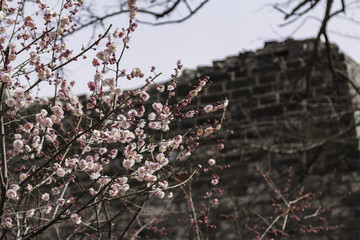 明城墻遺址梅花
