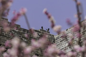 明城墻遺址梅花