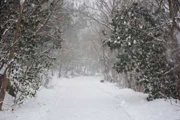 南京紫金山雪景