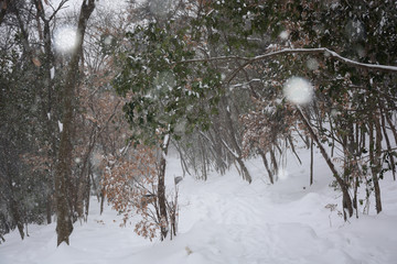 南京紫金山雪景