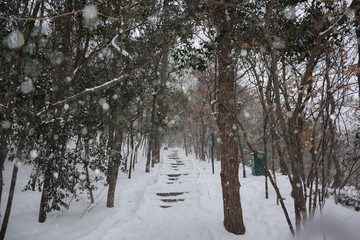 南京紫金山雪景