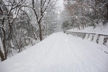 南京紫金山雪景