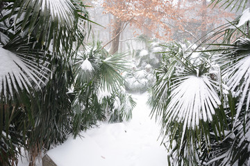 南京紫金山雪景