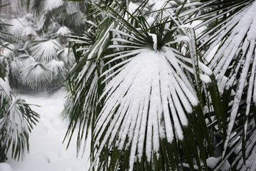 南京紫金山雪景