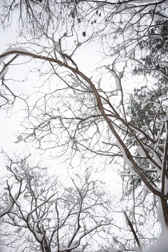 南京紫金山雪景