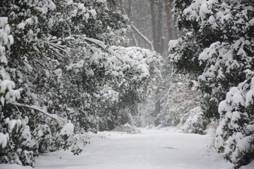 南京灵谷寺雪景