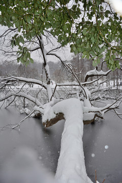 南京紫金山雪景