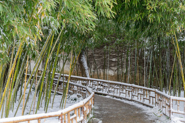 竹林 小路 雪景