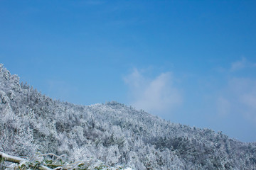 雪山 雪林 天姥山雪景