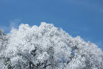冰树银花 雪树银花 雪树