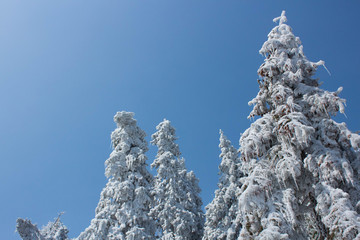 冰树 雪树 天姥山雪景