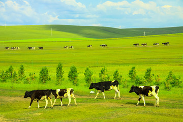 草原上行走的牛群