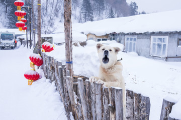 黑龙江雪乡 雪乡旅游 狗