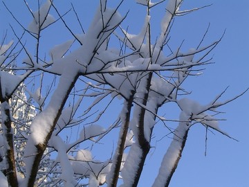 雪景