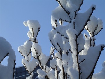 雪景