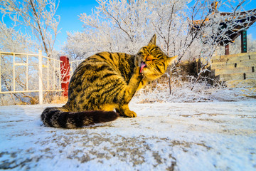 雪地里的猫