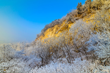 雪中的大树