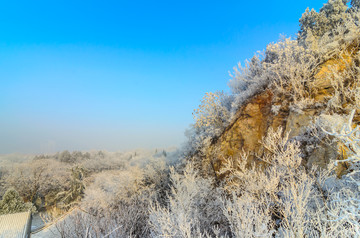 雪中的大树