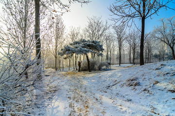 雪中的大树